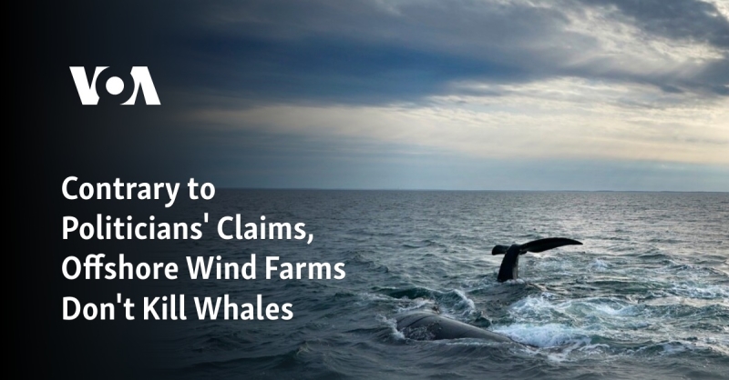 Suprotno tvrdnjama političara, vjetroelektrane na moru ne ubijaju kitove
